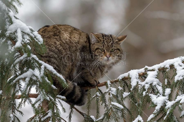 Klikni za ogled večje slike