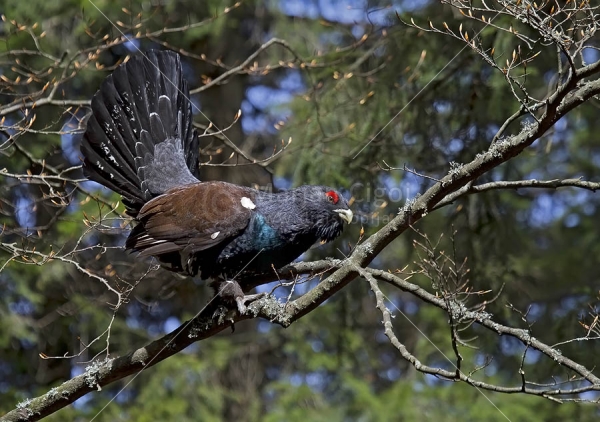 Klikni za ogled večje slike