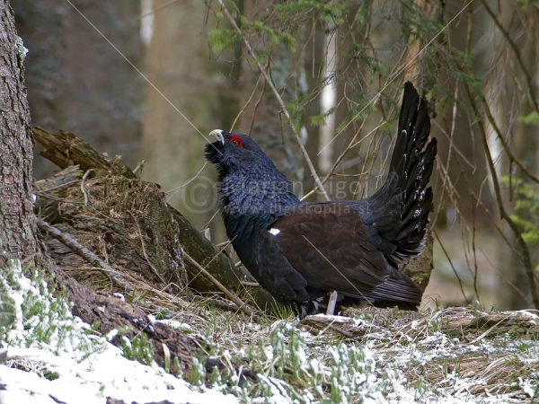 Klikni za ogled večje slike