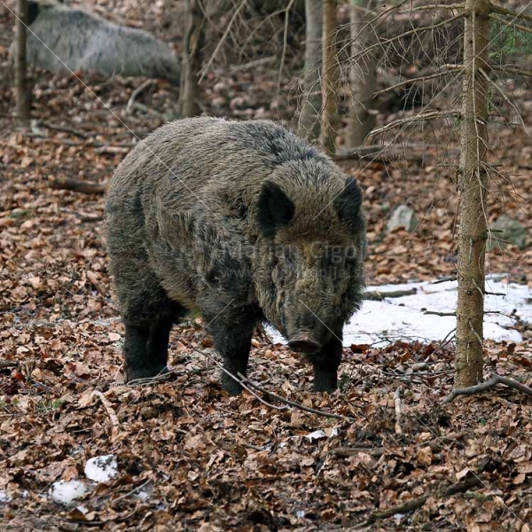 Klikni za ogled večje slike