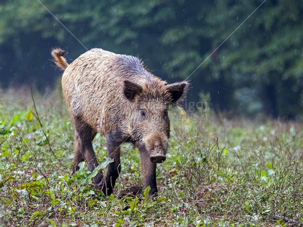 Klikni za ogled večje slike