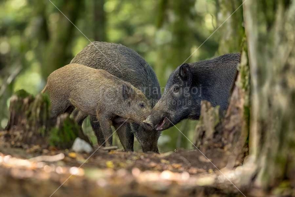 Klikni za ogled večje slike