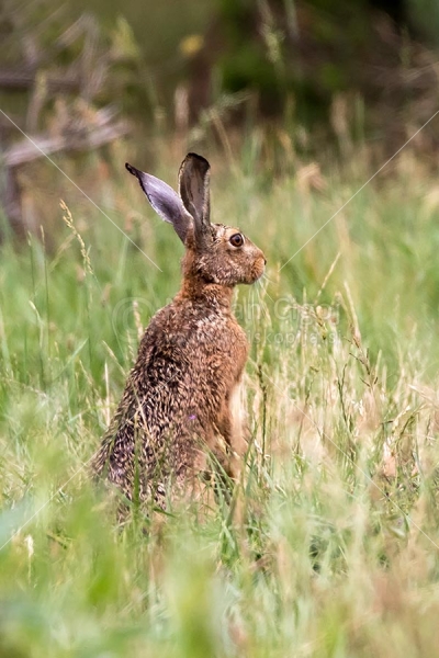 Klikni za ogled večje slike
