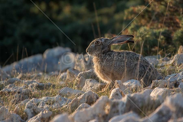Klikni za ogled večje slike