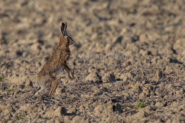 Klikni za ogled večje slike