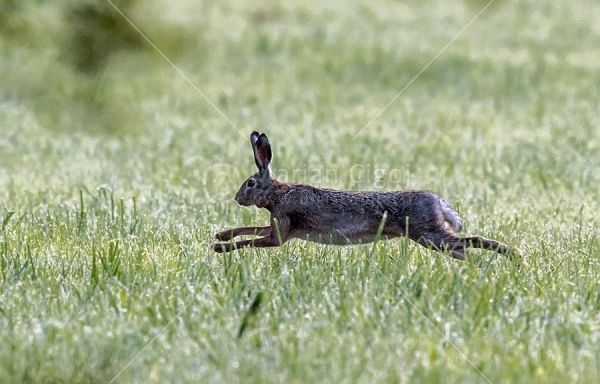 Klikni za ogled večje slike