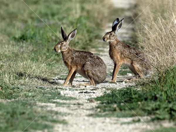 Klikni za ogled večje slike