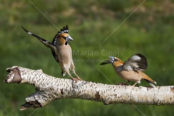 Klikni za ogled večje slike