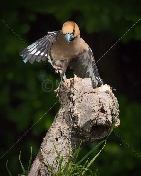 Klikni za ogled večje slike