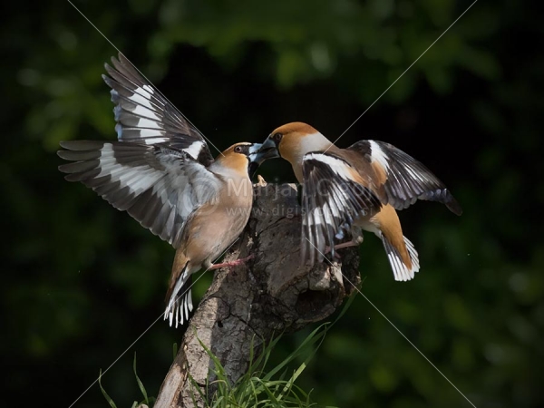 Klikni za ogled večje slike