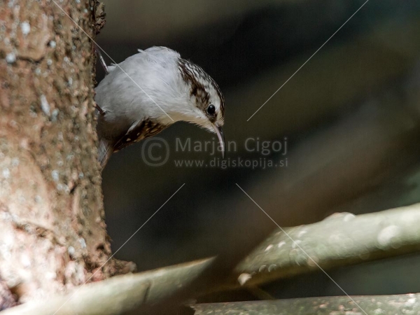 Klikni za ogled večje slike