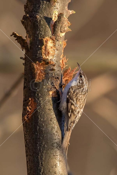 Klikni za ogled večje slike
