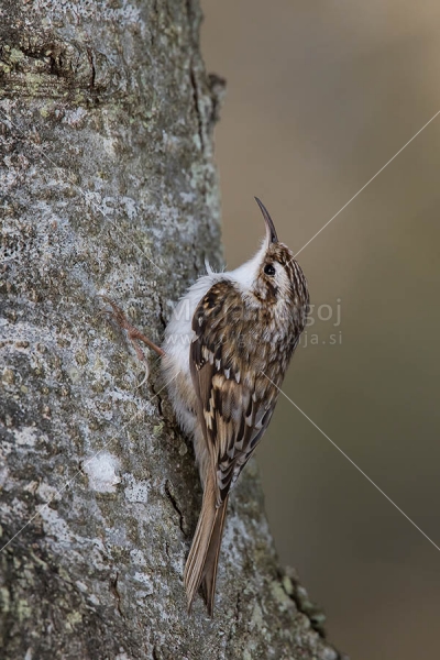 Klikni za ogled večje slike