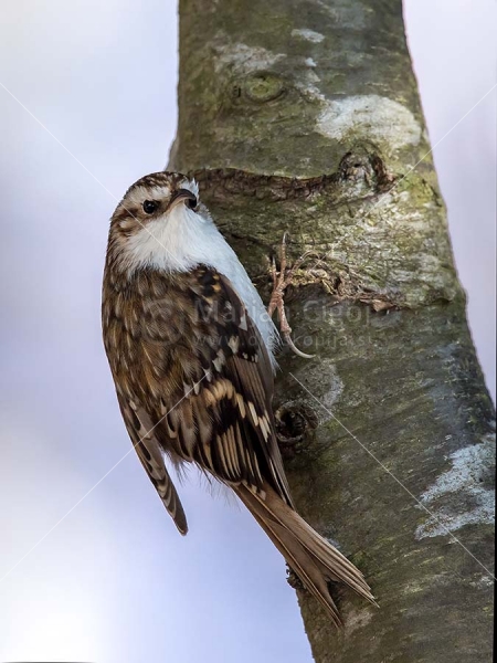 Klikni za ogled večje slike