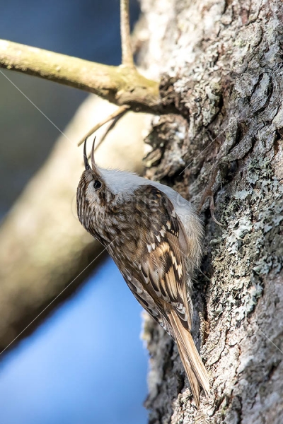 Klikni za ogled večje slike