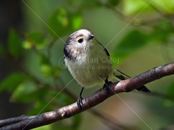 Klikni za ogled večje slike