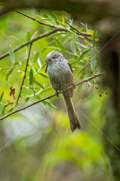 Klikni za ogled večje slike