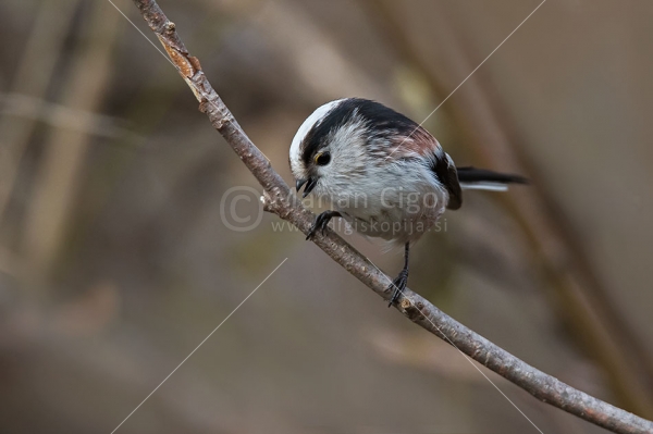 Klikni za ogled večje slike