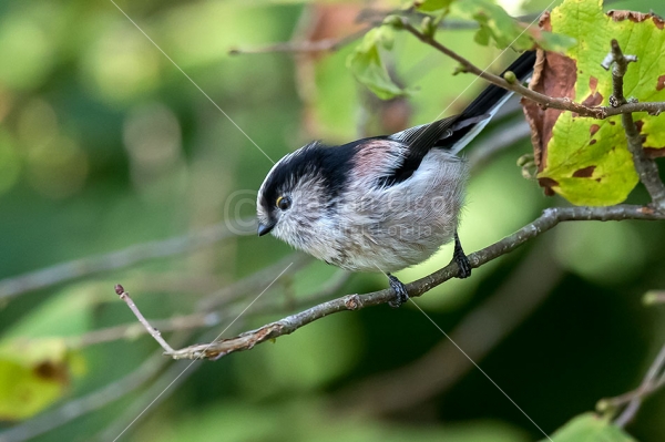 Klikni za ogled večje slike