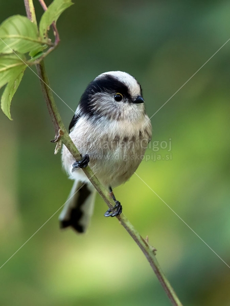 Klikni za ogled večje slike
