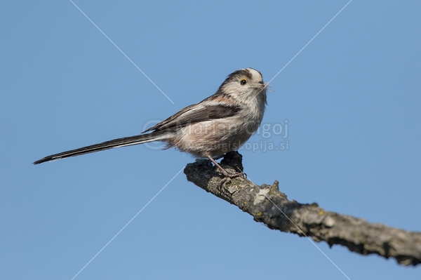 Klikni za ogled večje slike