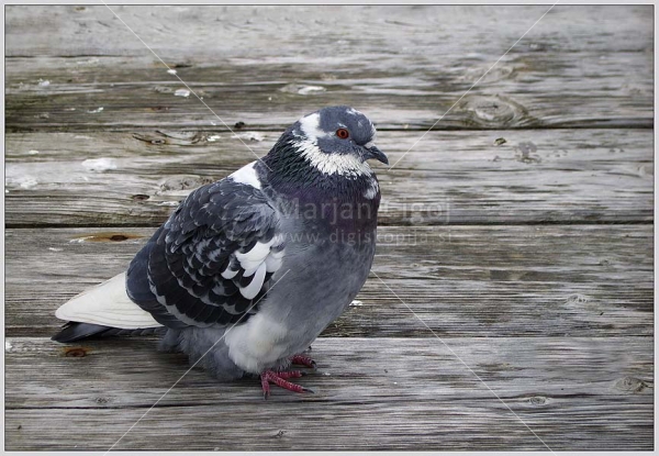 Klikni za ogled večje slike