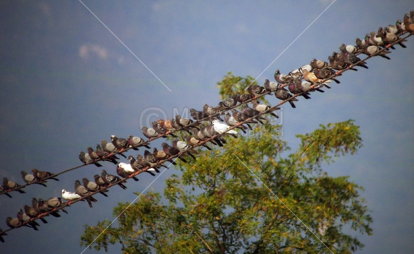 Klikni za ogled večje slike