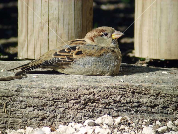 Klikni za ogled večje slike