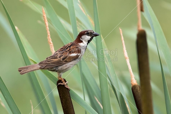 Klikni za ogled večje slike