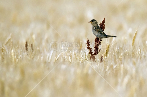 Klikni za ogled večje slike