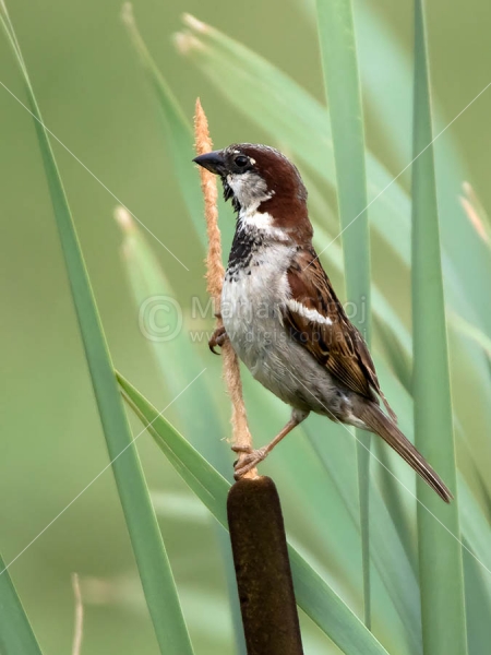 Klikni za ogled večje slike