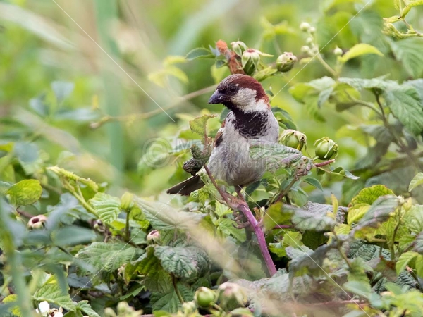 Klikni za ogled večje slike