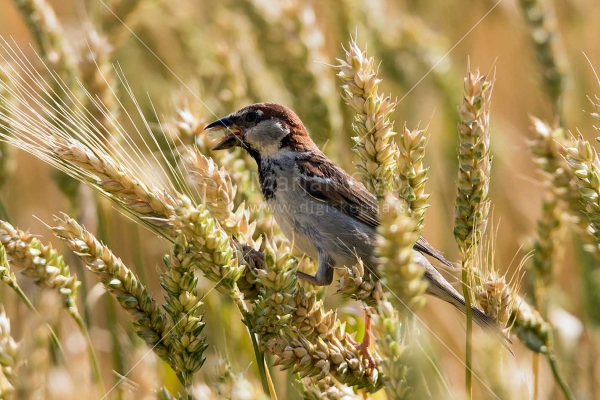 Klikni za ogled večje slike