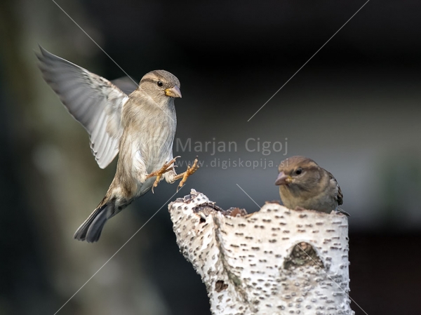 Klikni za ogled večje slike