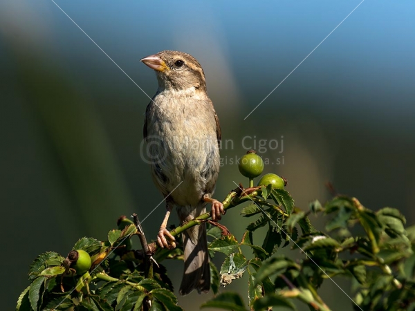 Klikni za ogled večje slike