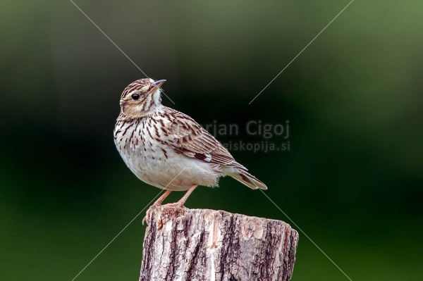 Klikni za ogled večje slike