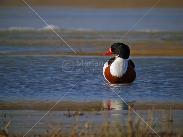 Klikni za ogled večje slike