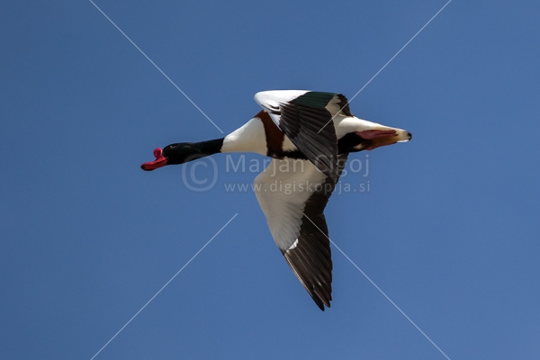 Klikni za ogled večje slike