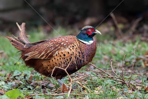 Klikni za ogled večje slike