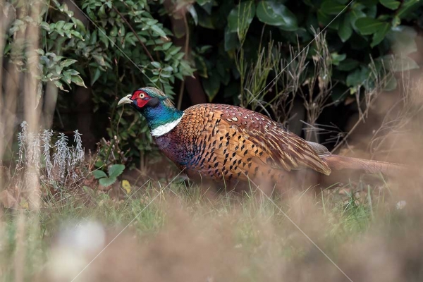 Klikni za ogled večje slike