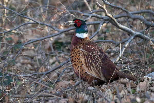 Klikni za ogled večje slike