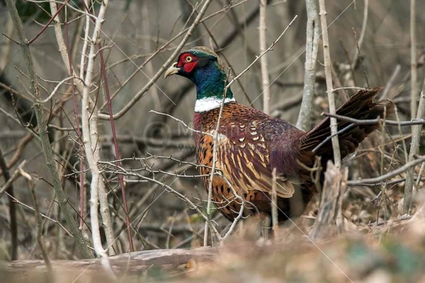 Klikni za ogled večje slike