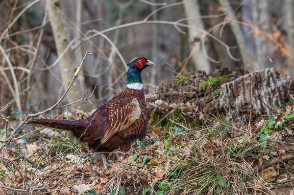Klikni za ogled večje slike