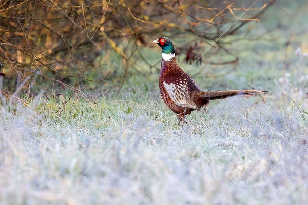 Klikni za ogled večje slike