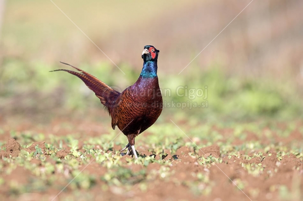 Klikni za ogled večje slike