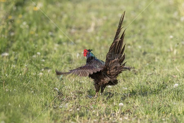 Klikni za ogled večje slike