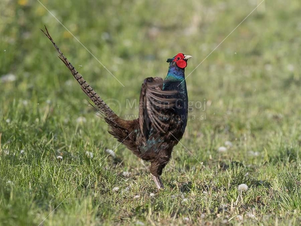 Klikni za ogled večje slike