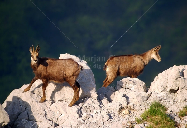 Klikni za ogled večje slike