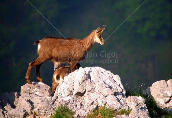 Klikni za ogled večje slike
