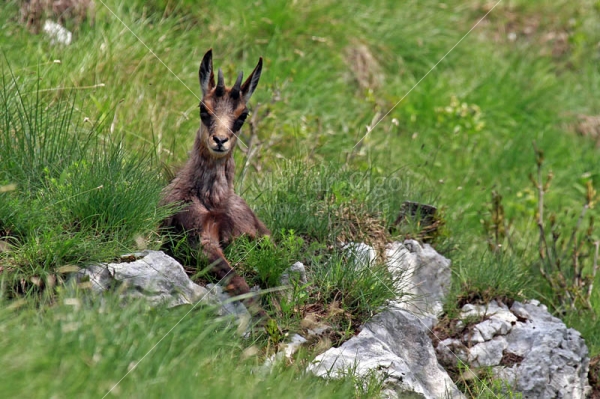 Klikni za ogled večje slike